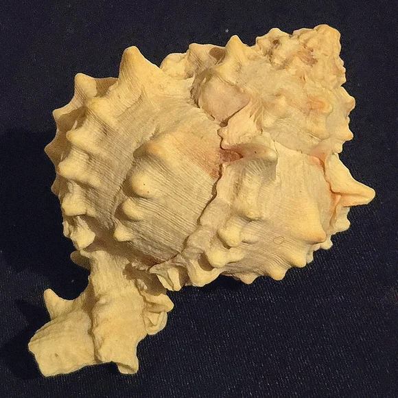 Unique Natural Seashell Collection-30yo Rare Hawaiian & 20yo Floridian, 2"-4.5" - Picture 6 of 15